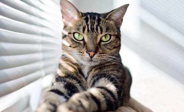 狸花猫和美短的区别