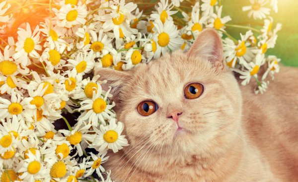 狸花猫和美短的区别