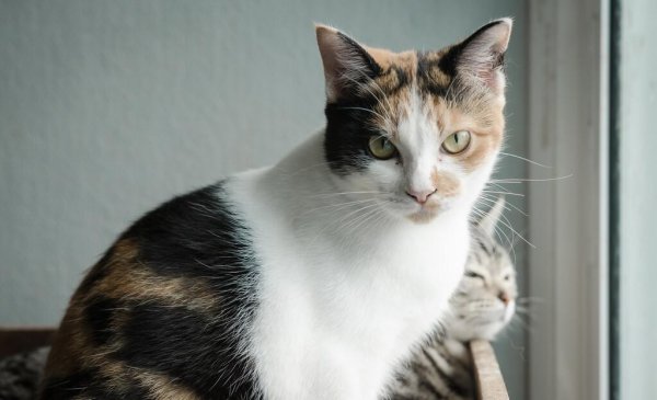 狸花猫和美短的区别