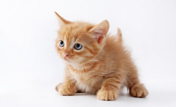 狸花猫和美短的区别