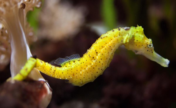 海马怎么分辨公母