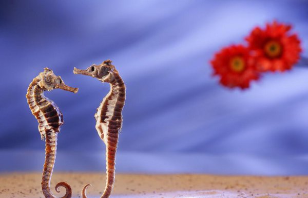 海马怎么分辨公母