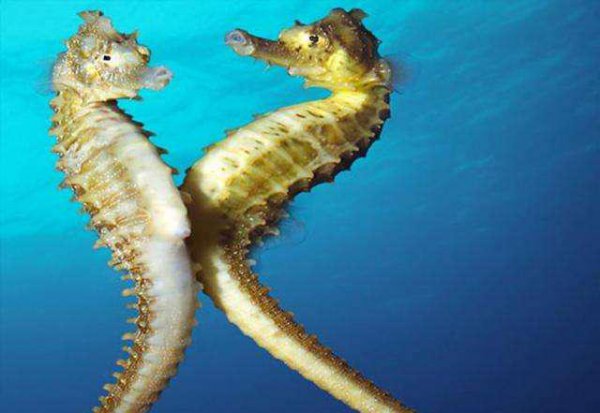 海马怎么分辨公母