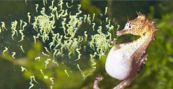 海马怎么分辨公母