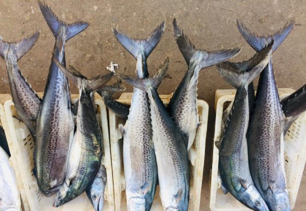 鲅鱼和马鲛鱼的区别