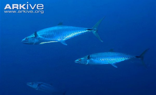 鲅鱼和马鲛鱼的区别