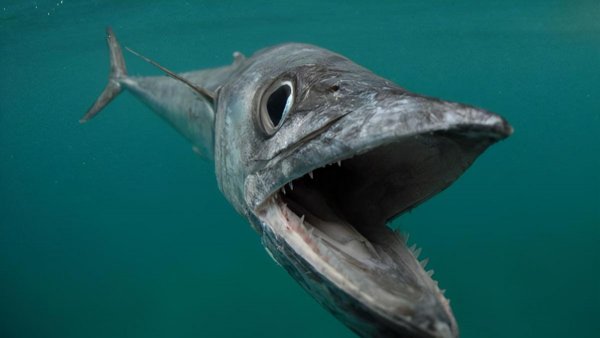 鲅鱼和马鲛鱼的区别