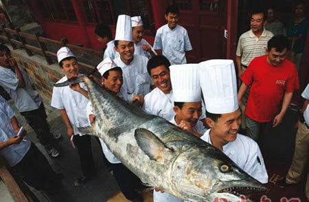 鲅鱼和马鲛鱼的区别