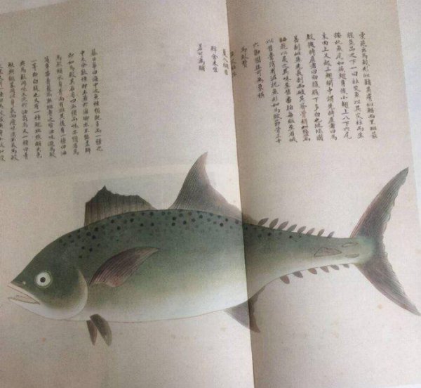 鲅鱼和马鲛鱼的区别