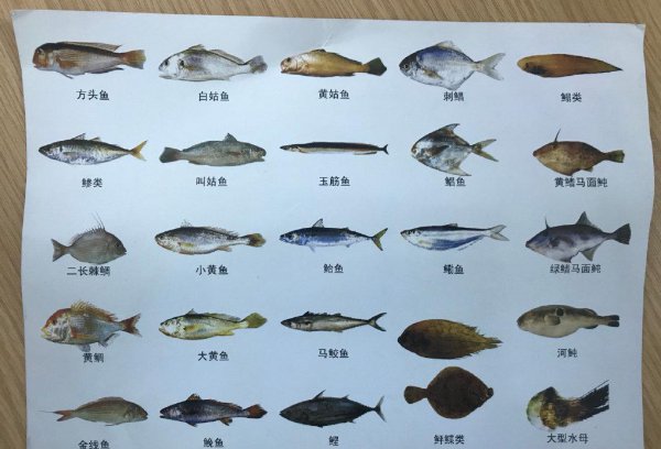 鲅鱼和马鲛鱼的区别