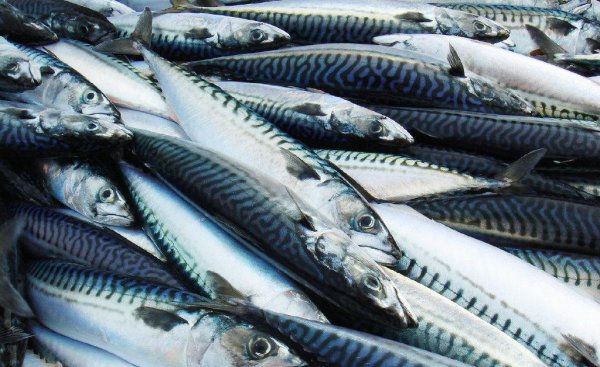 鲅鱼和马鲛鱼的区别