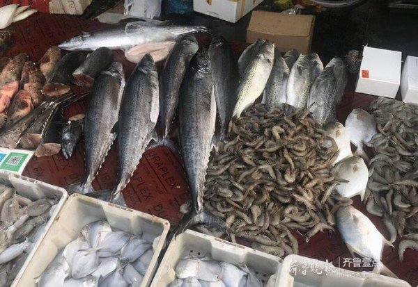 鲅鱼和马鲛鱼的区别