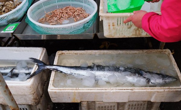 鲅鱼和马鲛鱼的区别