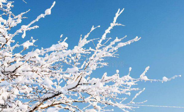 三九天从什么时候开始算起