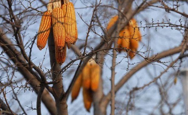 三九天从什么时候开始算起