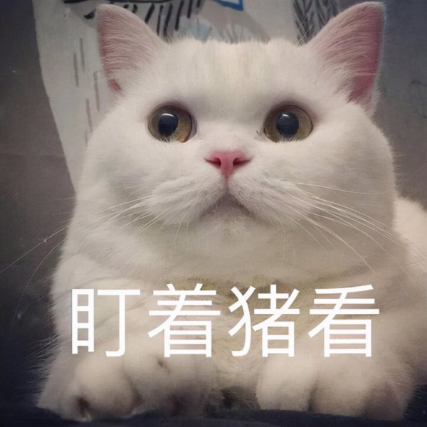 猫价格排名从便宜到贵有哪些
