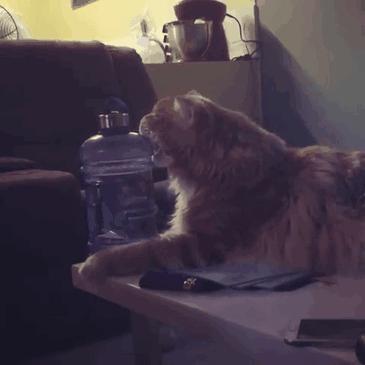 猫价格排名从便宜到贵有哪些