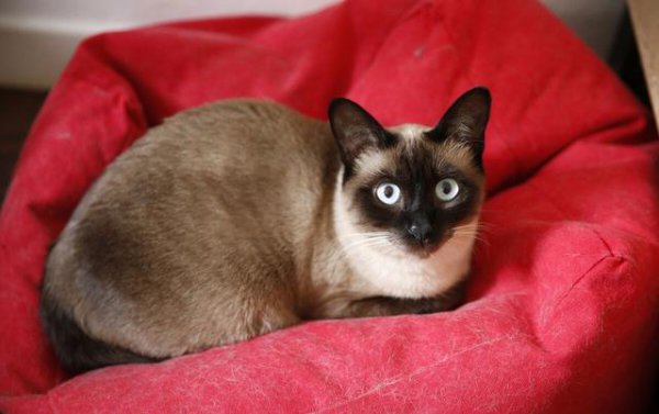 猫价格排名从便宜到贵有哪些