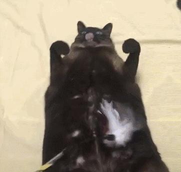 猫价格排名从便宜到贵有哪些