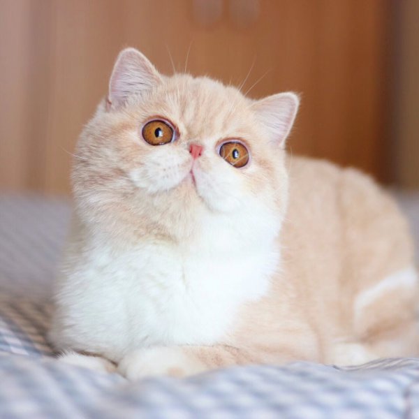 猫价格排名从便宜到贵有哪些