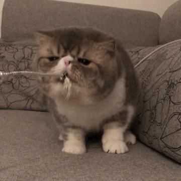 猫价格排名从便宜到贵有哪些