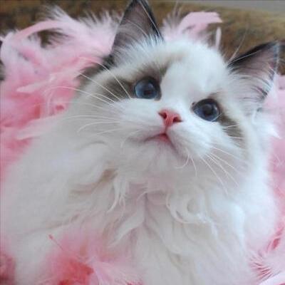 猫价格排名从便宜到贵有哪些