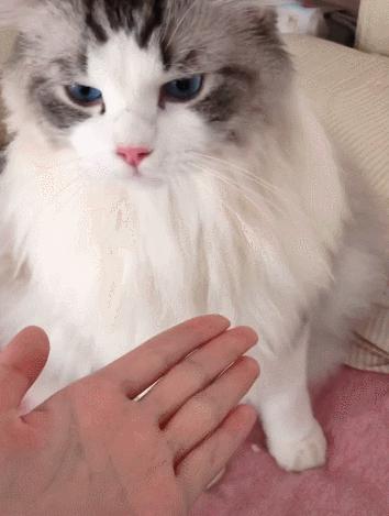 猫价格排名从便宜到贵有哪些