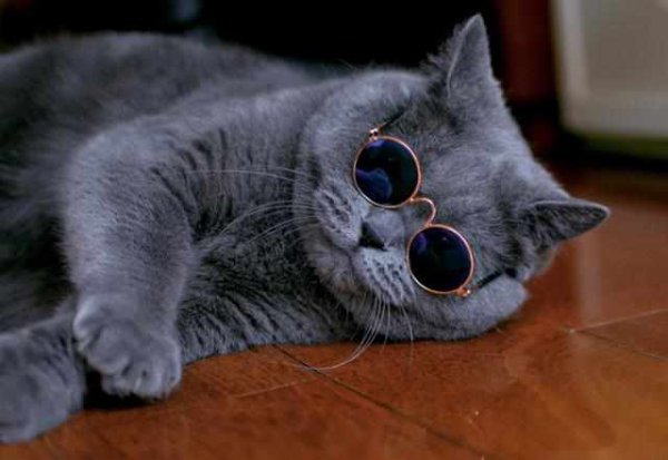 猫价格排名从便宜到贵有哪些