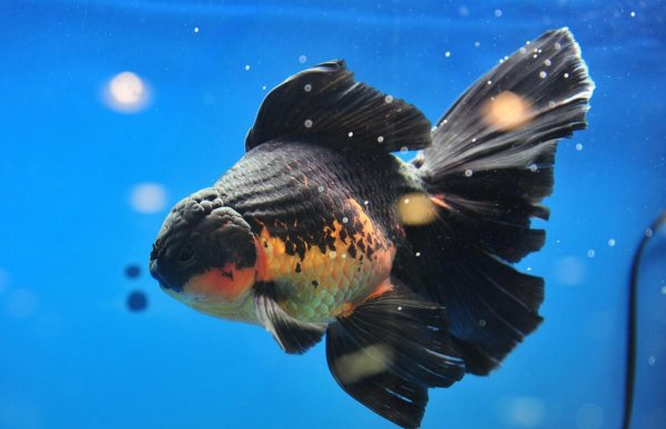 养金鱼不死的小窍门