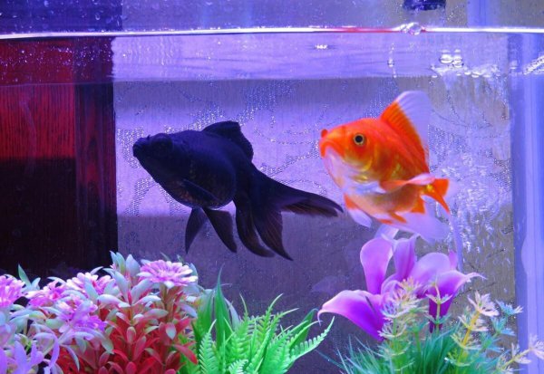 养金鱼不死的小窍门