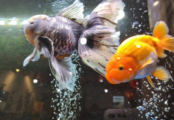 养金鱼不死的小窍门