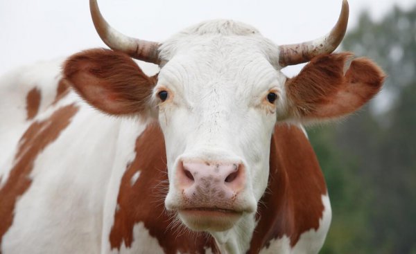 牛几个胃分别叫什么