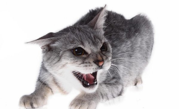 猫嗷呜长叫拖长尾音怎么回事