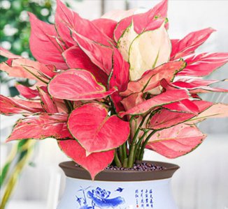 店门口种什么植物招财 适合商铺中放的寓意好的植物