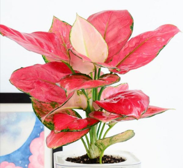 店门口种什么植物招财