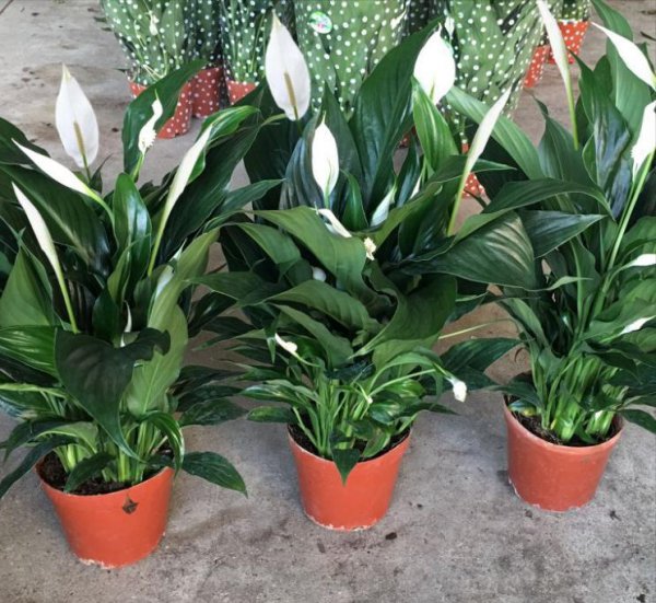 店门口种什么植物招财