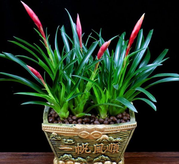 店门口种什么植物招财