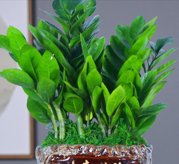 店门口种什么植物招财