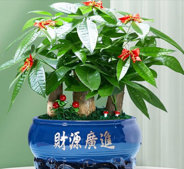 店门口种什么植物招财