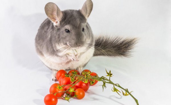 龙猫的智商相当于几岁