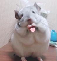 龙猫的智商相当于几岁