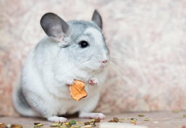 龙猫的智商相当于几岁