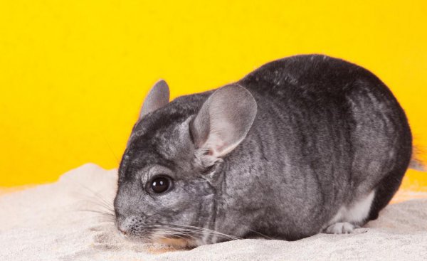 龙猫的智商相当于几岁