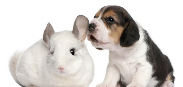 龙猫的智商相当于几岁