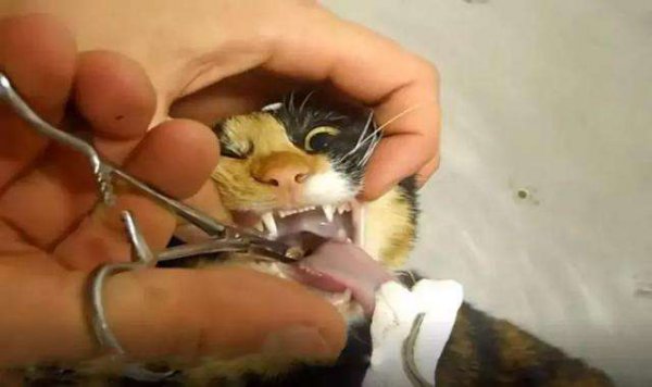 宠物猫吃鱼会被鱼刺卡吗