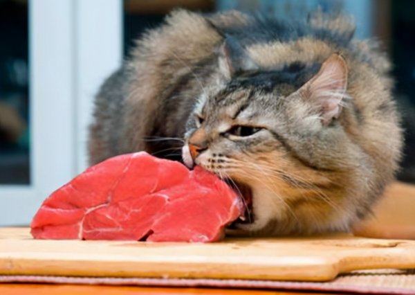 宠物猫吃鱼会被鱼刺卡吗