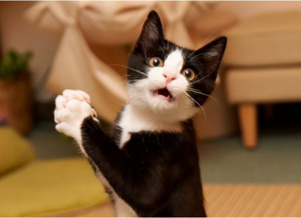 宠物猫吃鱼会被鱼刺卡吗