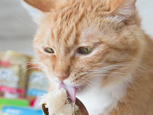 宠物猫吃鱼会被鱼刺卡吗