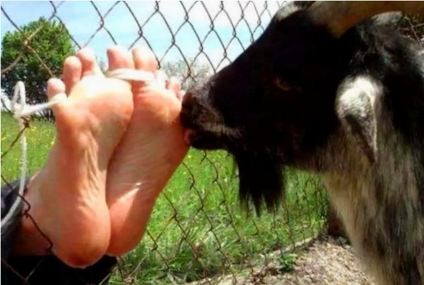 最温柔的山羊刑法