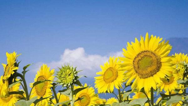 向日葵什么时候开花